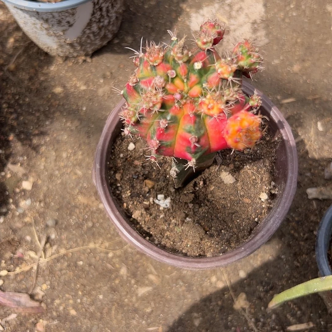 多肉植物多肉植物