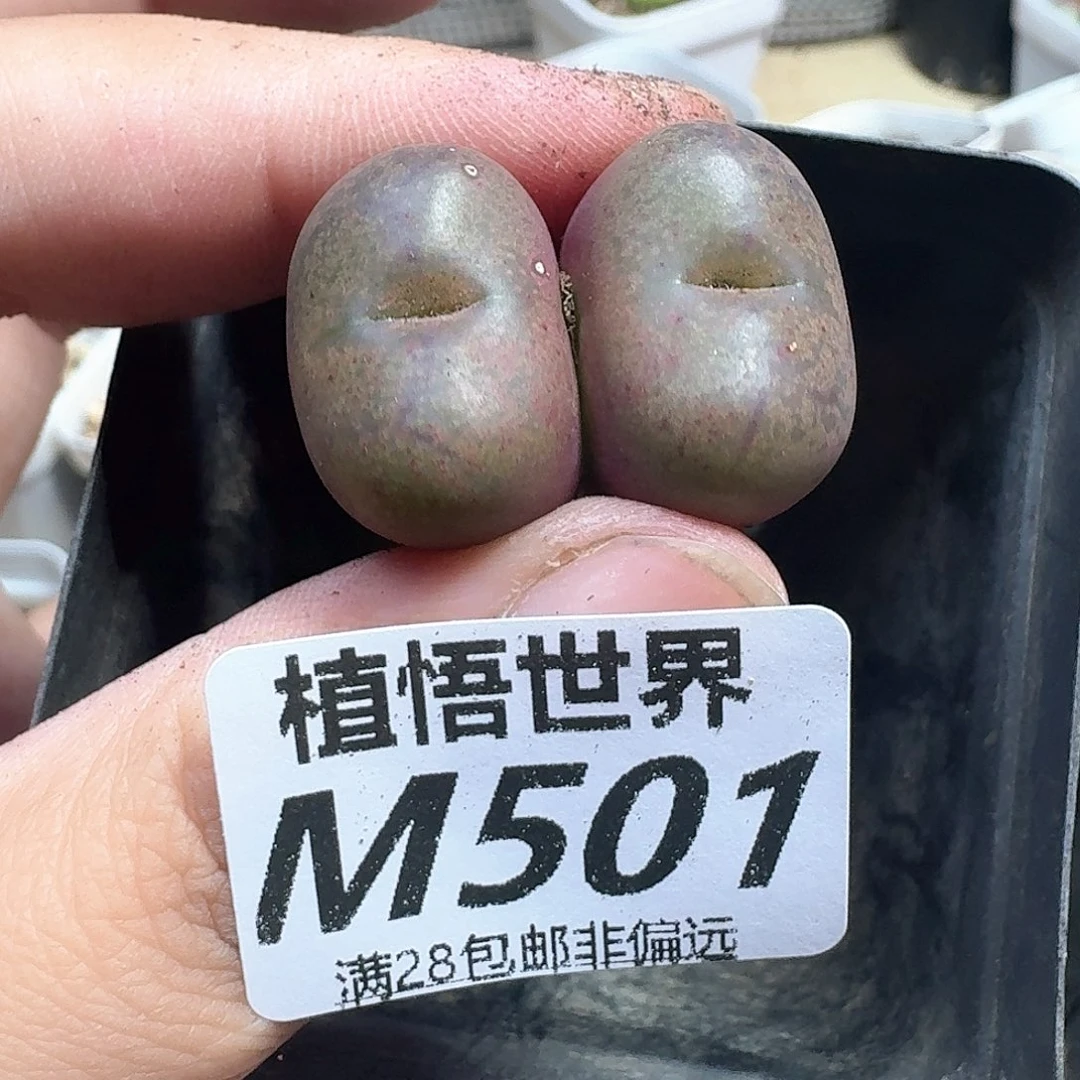 多肉植物有伤没有售后