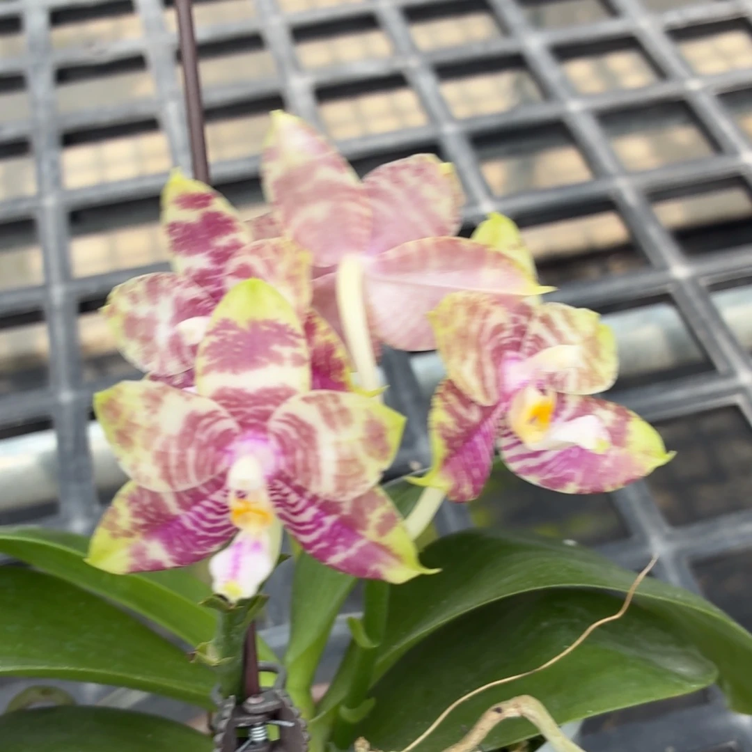 当前无花朵，栽培后可花朵A288yss1163