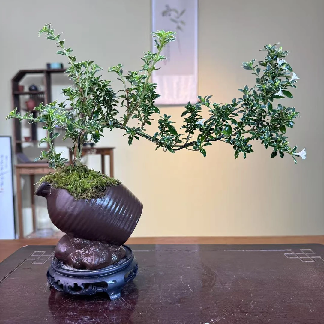 金边六月雪 开花香满屋 飘枝办公室桌面好养 盆栽悬崖造型绿植