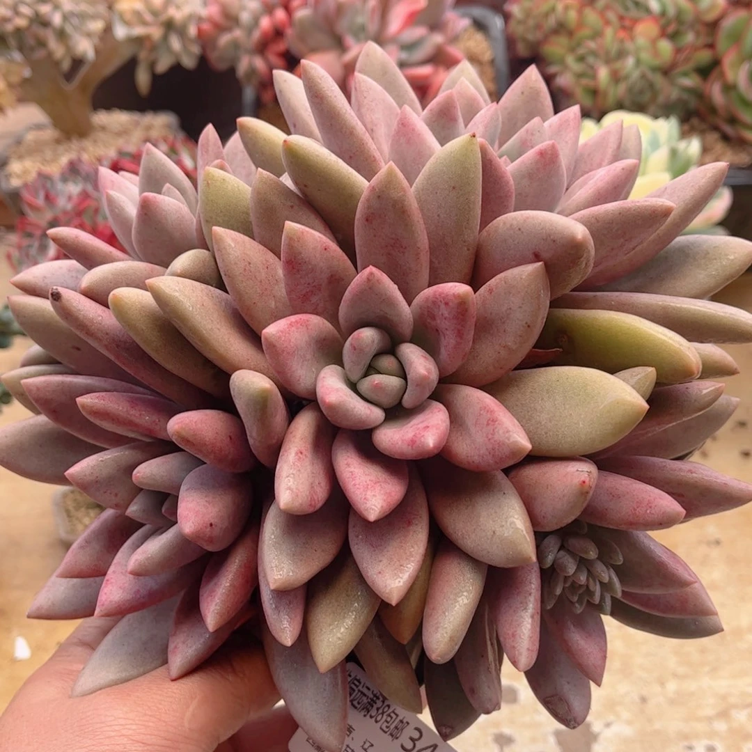 346桃花源德华多肉