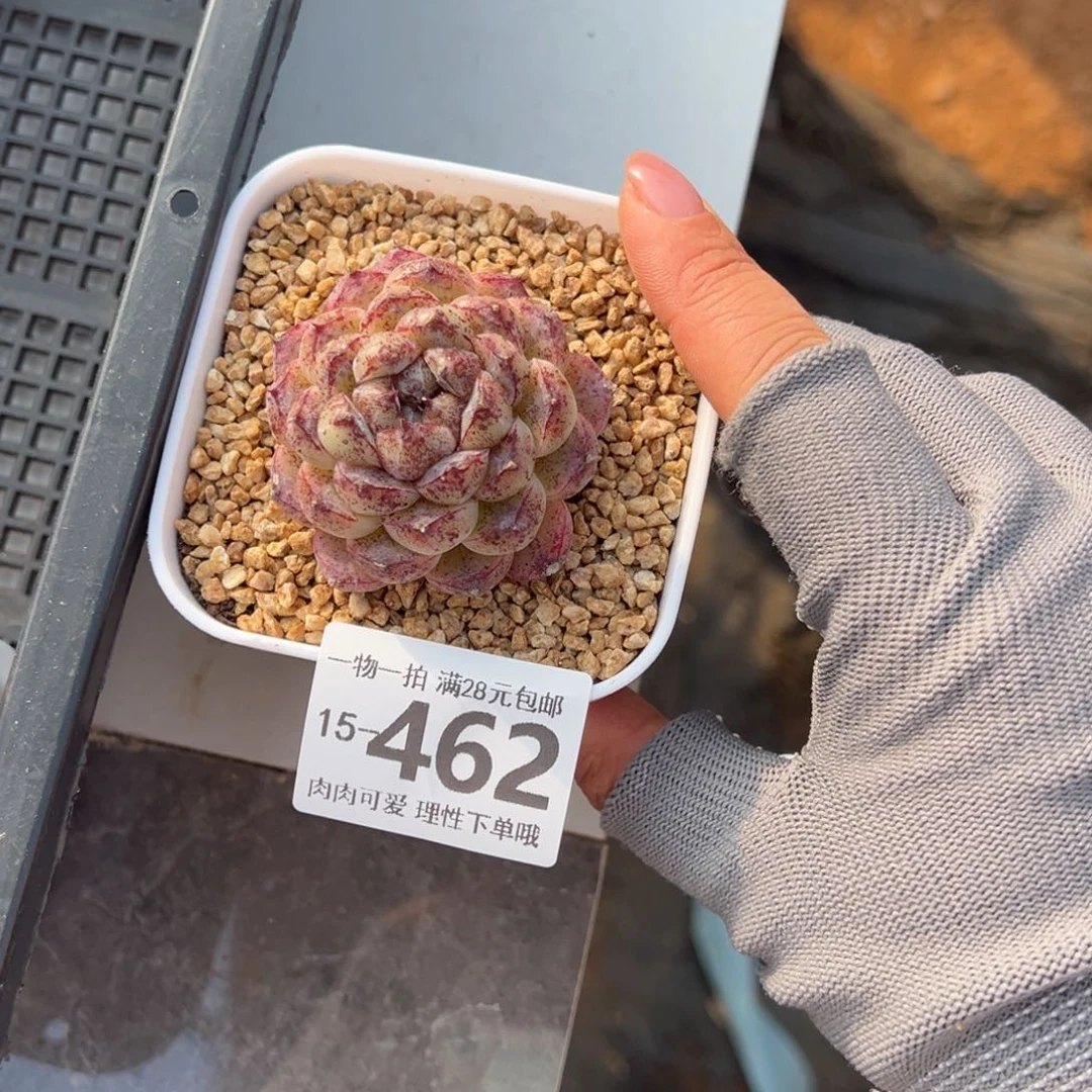 赤水晶多肉多肉多肉多肉