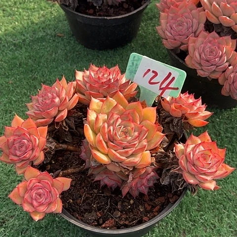 124玛格带盆一个多肉