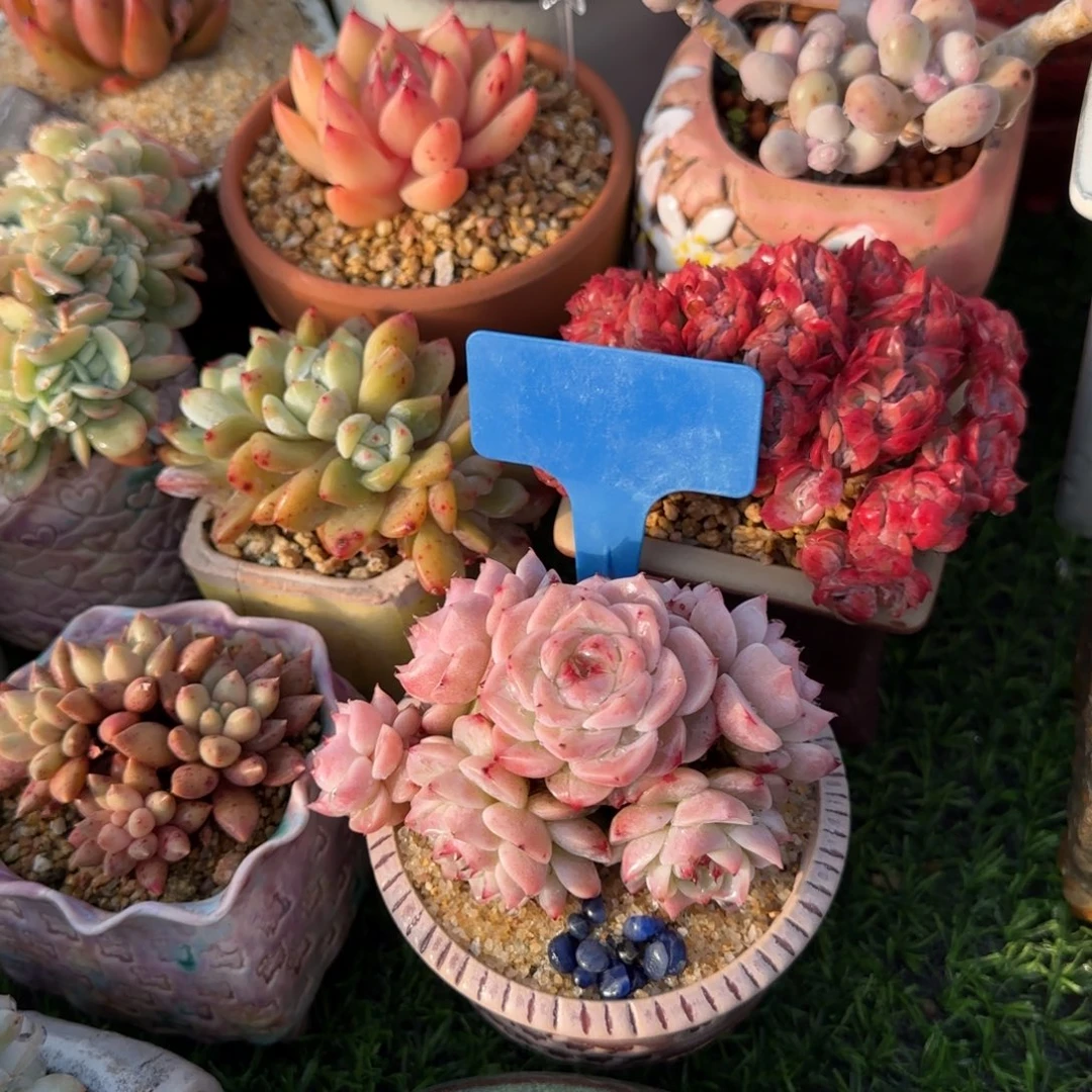 (***寻多肉植物白体鹅求生无