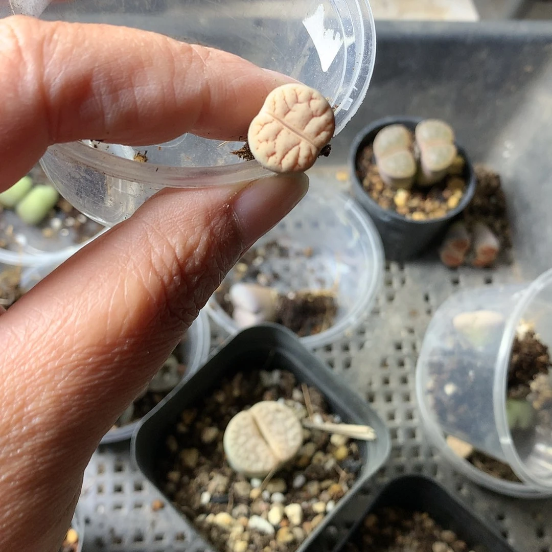 一*G19多肉植物保护