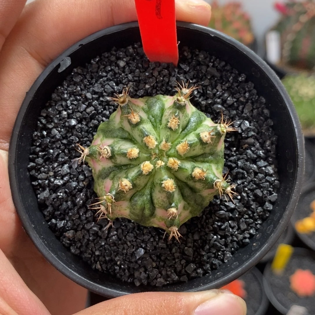 实生轮回—脱土发货25