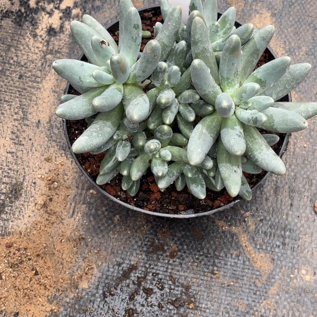 不***岸乌拉奶多肉植物758