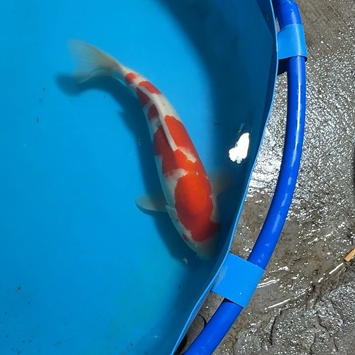 锦鲤爱屋红花红白