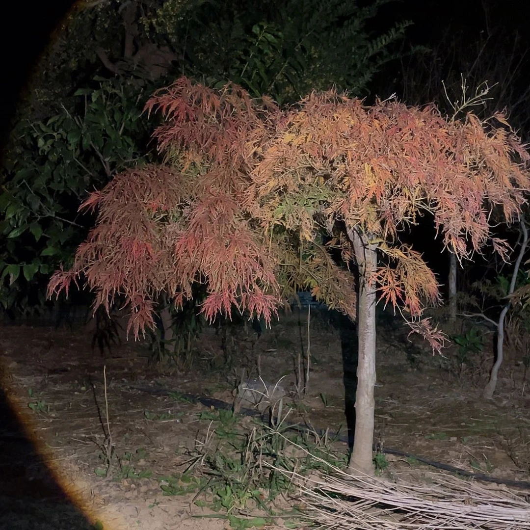 无花朵临水斜飘外山羽毛枫