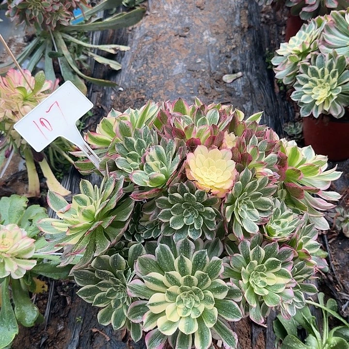 107海王哈哈哈哈哈哈哈哈