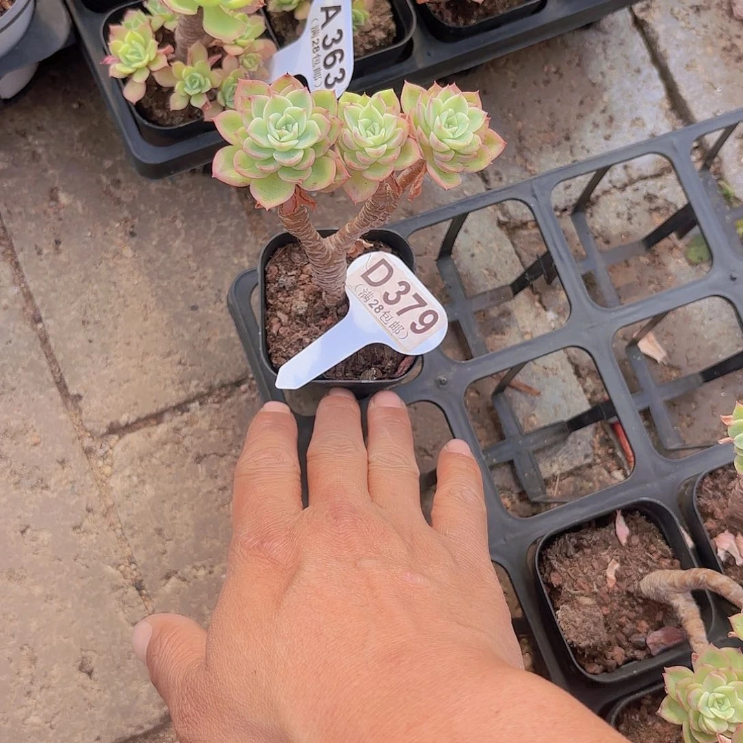 D379橙黄美人一物一拍