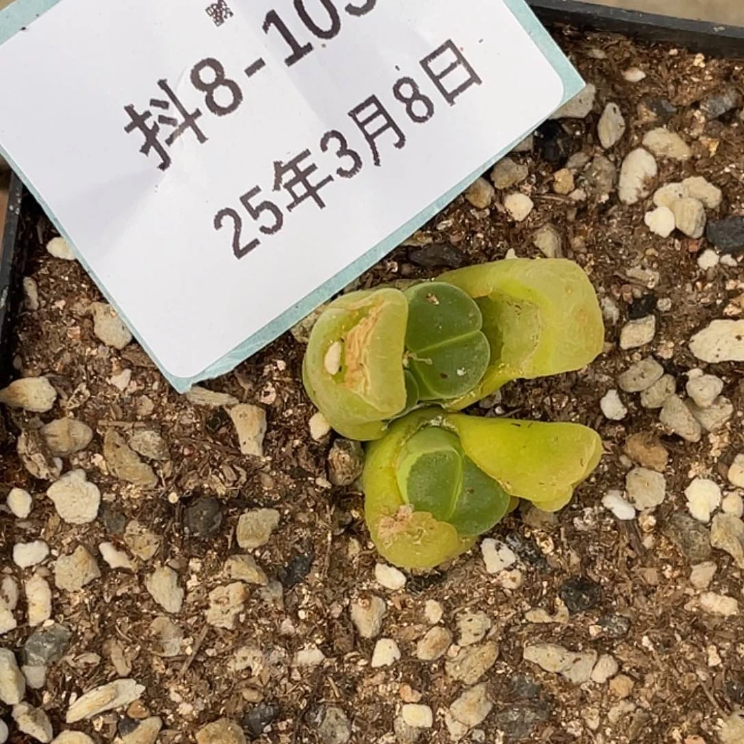 磨****司8-103肉锥多肉植物