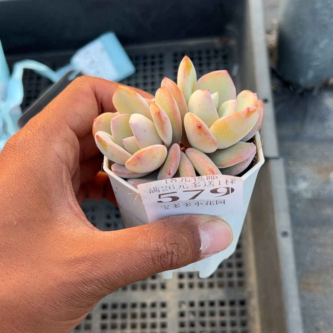 最***我579号双头韩版奶茶一物一拍满18包邮满26送一颗多肉