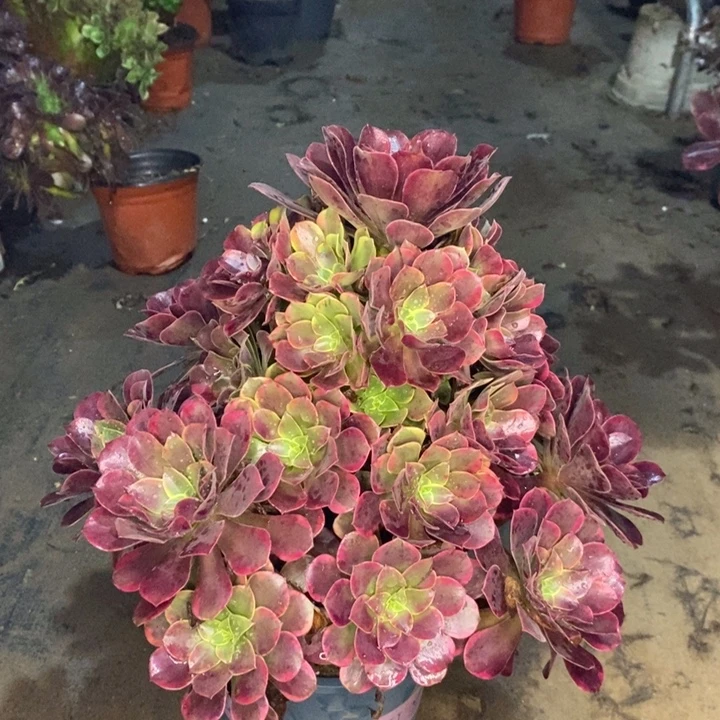金丝雀多肉植物80