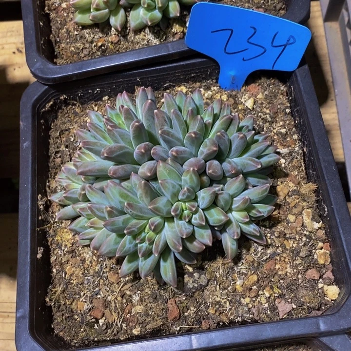 是你给她讲嘛不知道