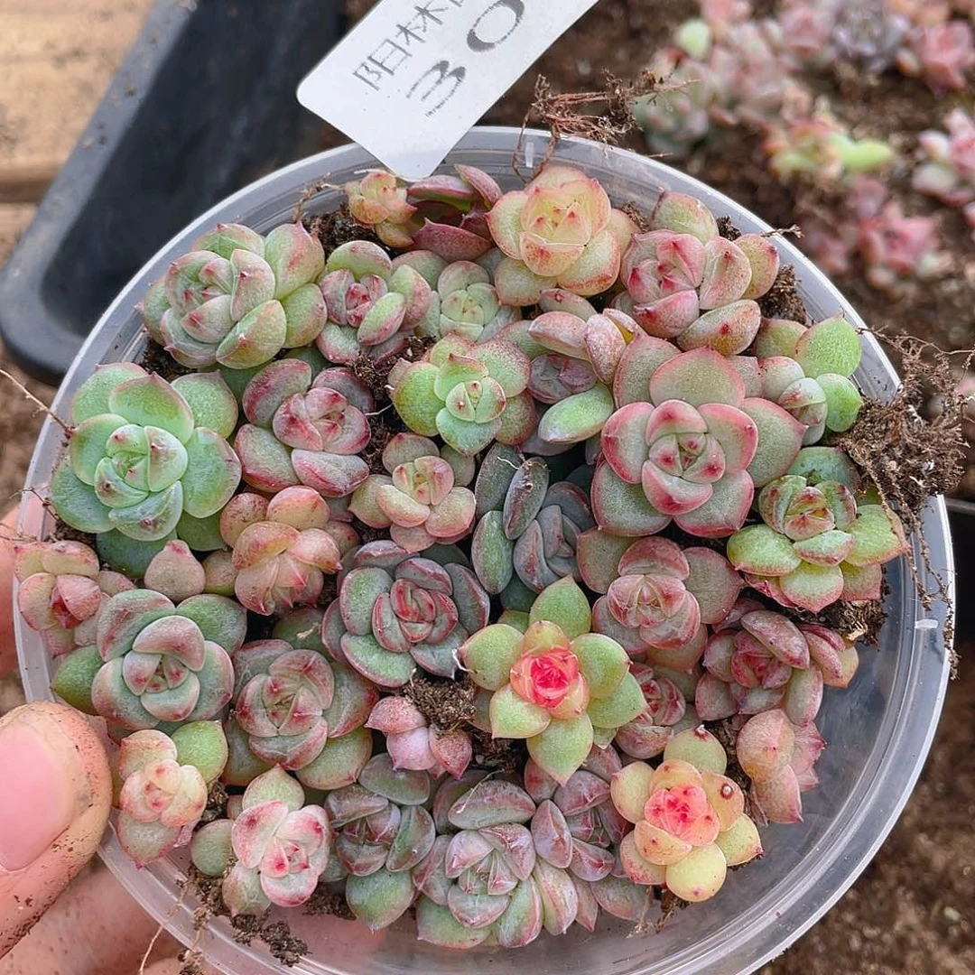 多肉植物多肉植物301