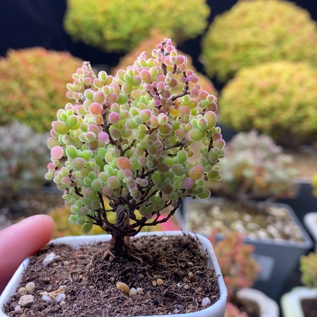 瞭***望144蜜橘糖球 。