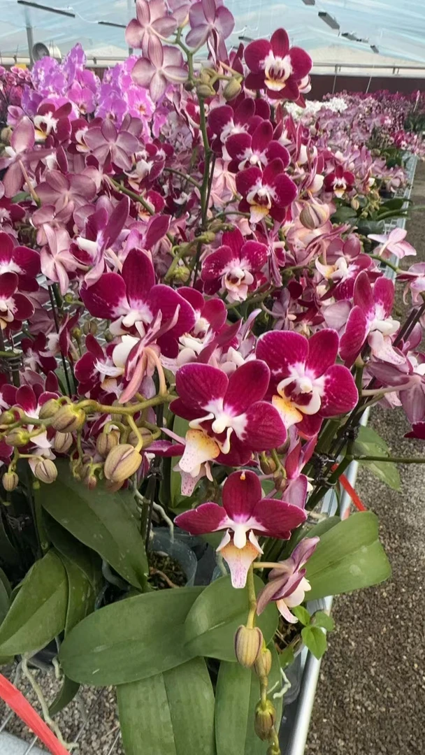 兰屿 LYSLAND【银河  3.0寸】蝴蝶兰鲜花盆栽