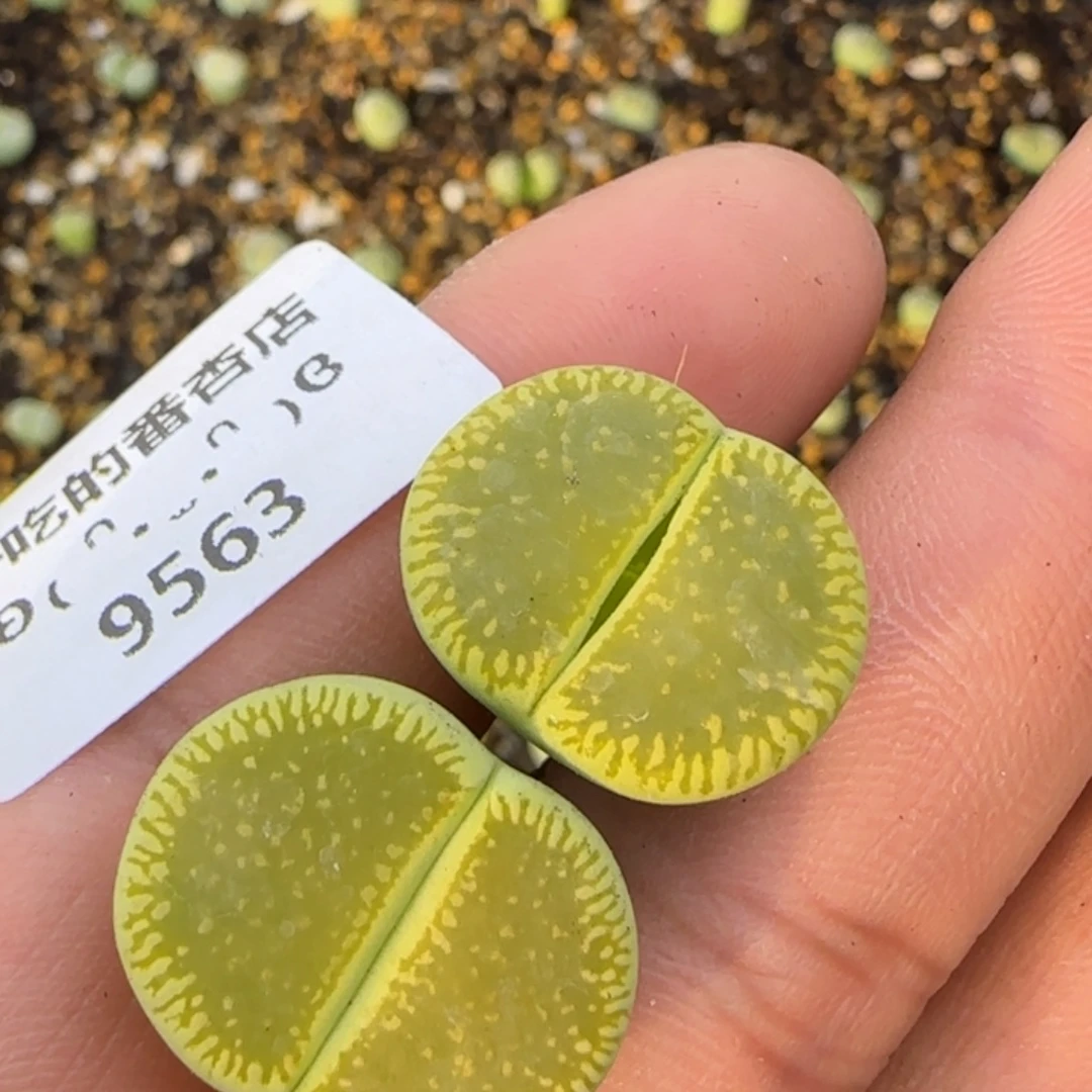 9563。默认脱土。18包邮。偏远88包邮