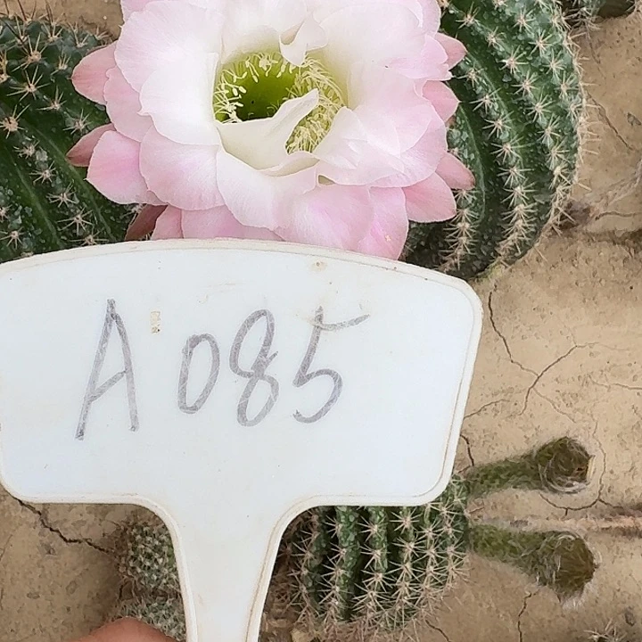 A085,cc147瑕疵歪头，6cm