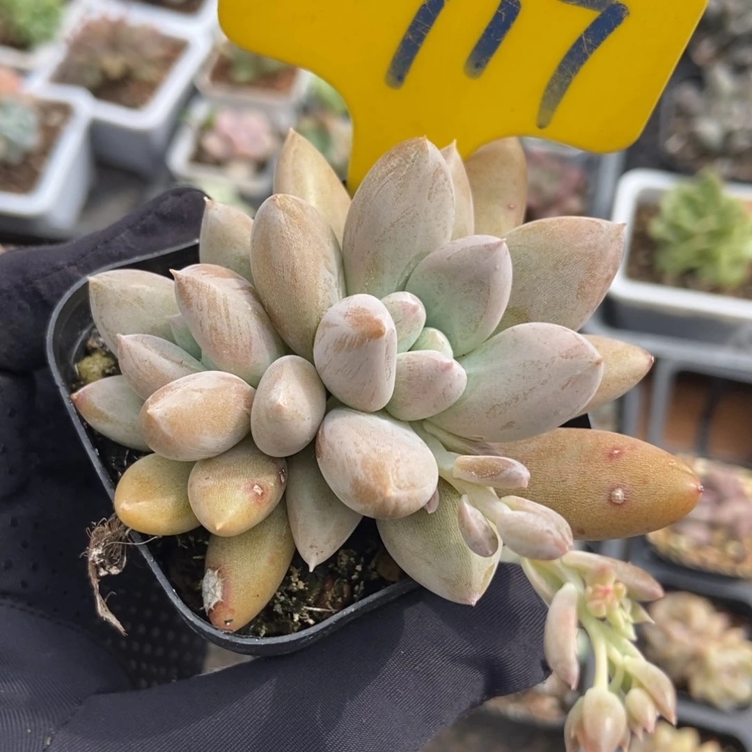 717哥特多肉植物保护研究所