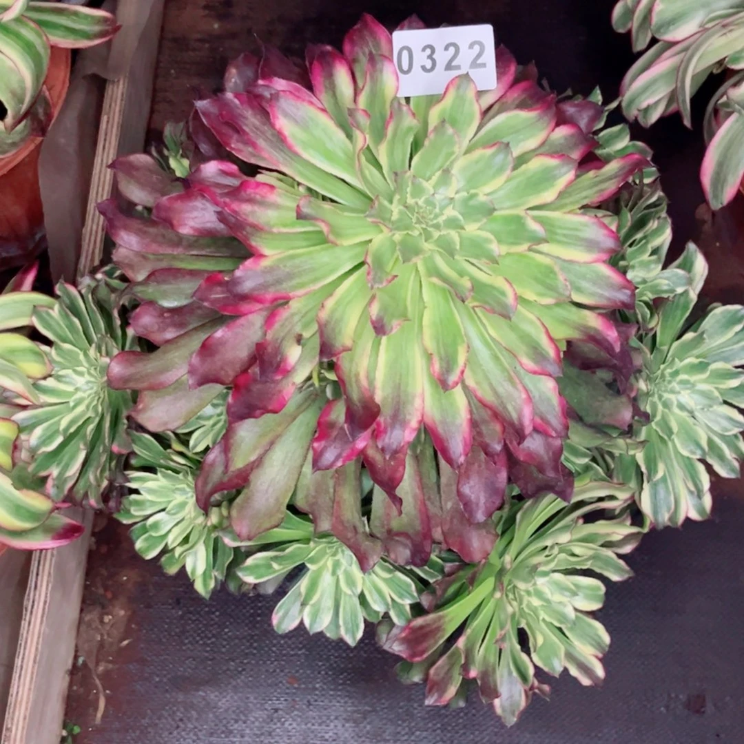 金****）绿体雪姬多肉发货发货