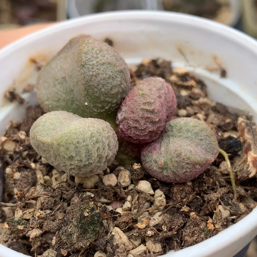 实生新品水泡 一物一拍包邮