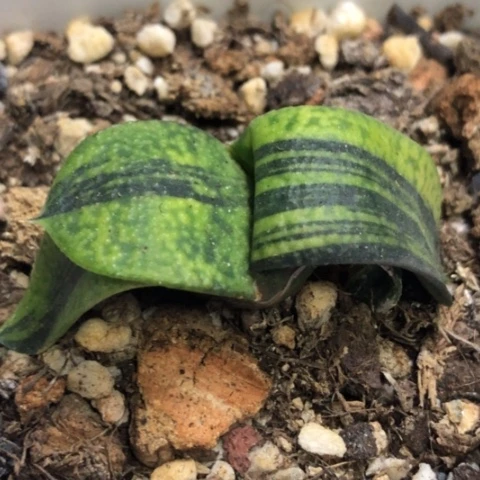 蜗牛锦带盆发货哈哈