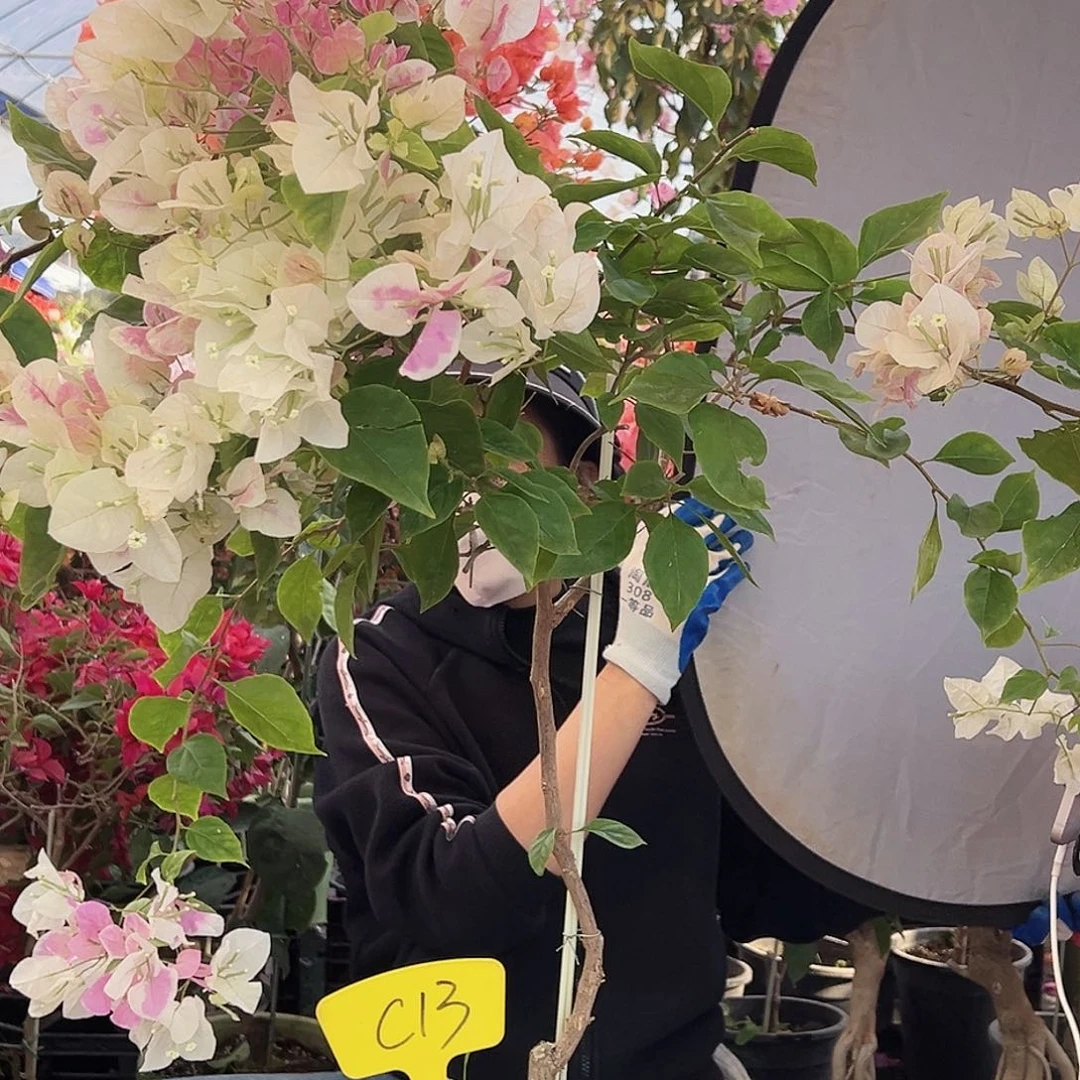 ****大部分花苞少量开放C13广红樱