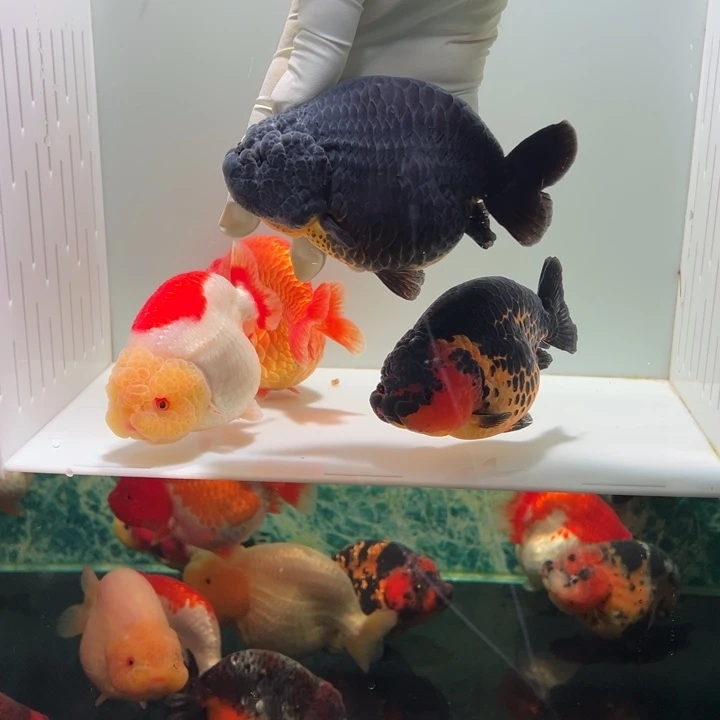 金鱼大小手黑寿兰寿