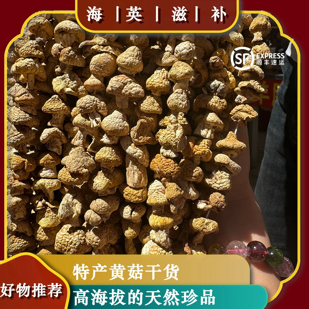 海英滋补 祁连山黄菇