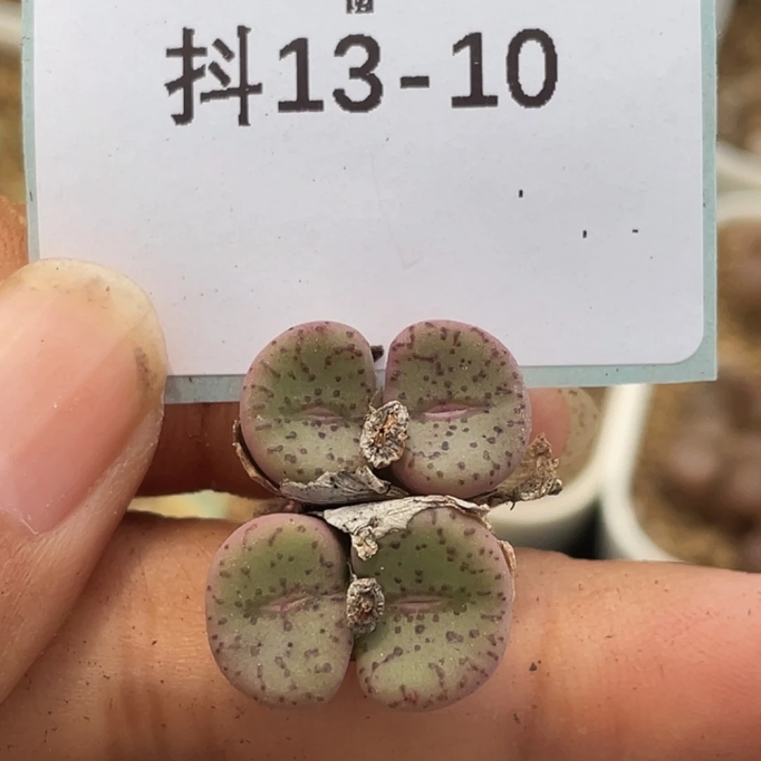 13-10荷叶安贞多肉植物