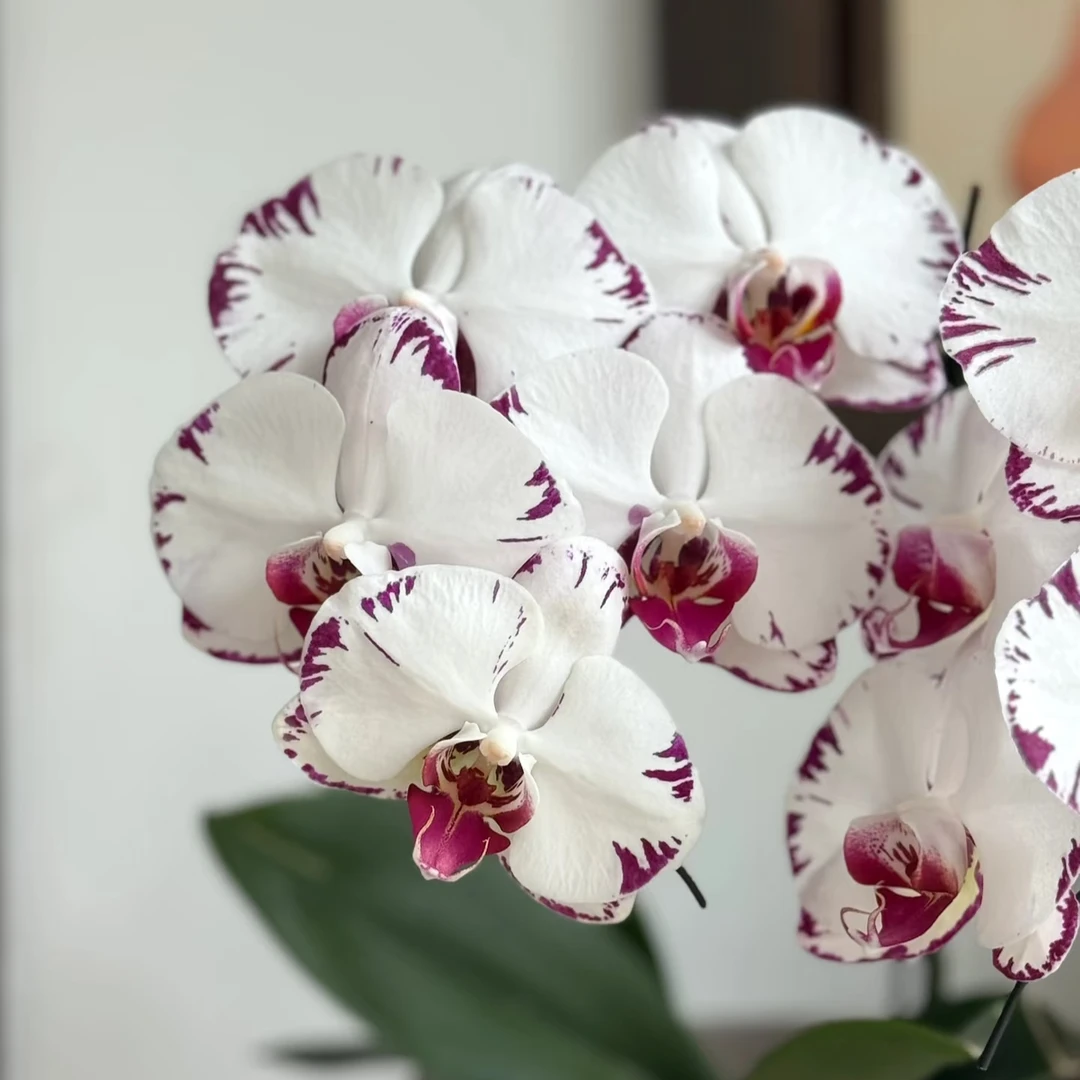 【黑闪电】3.5寸加高杯蝴蝶兰 室内高端花卉弱根