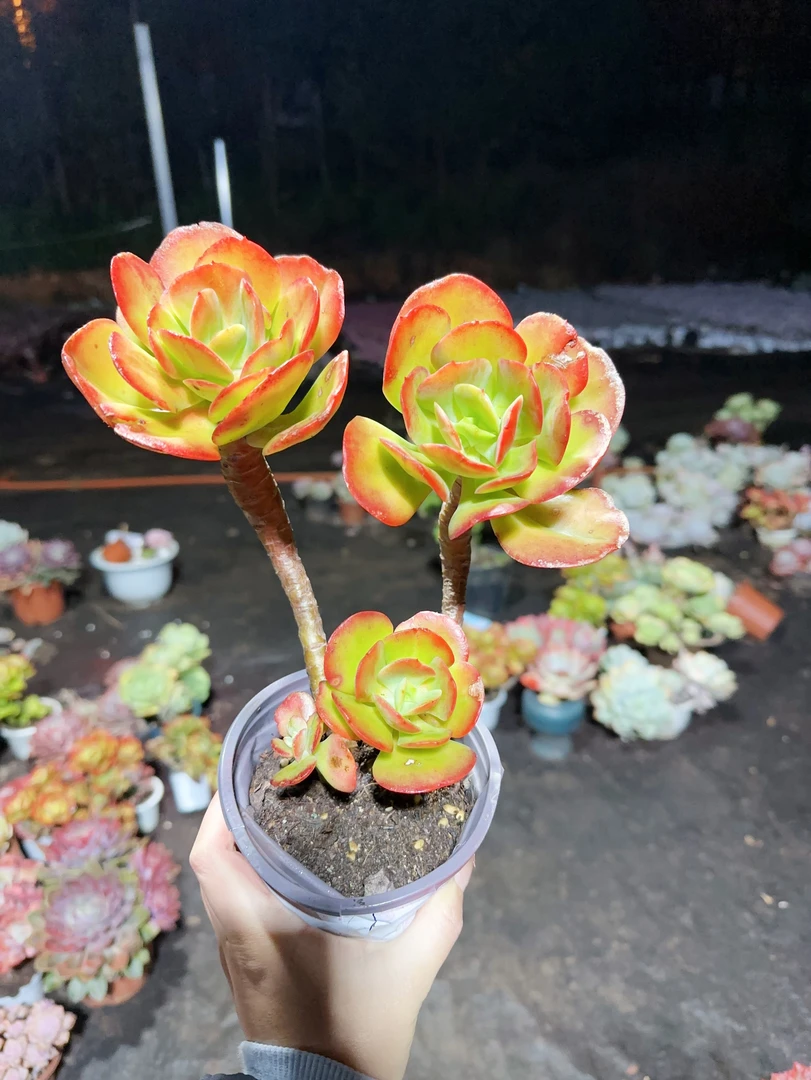 精品多肉    红梅