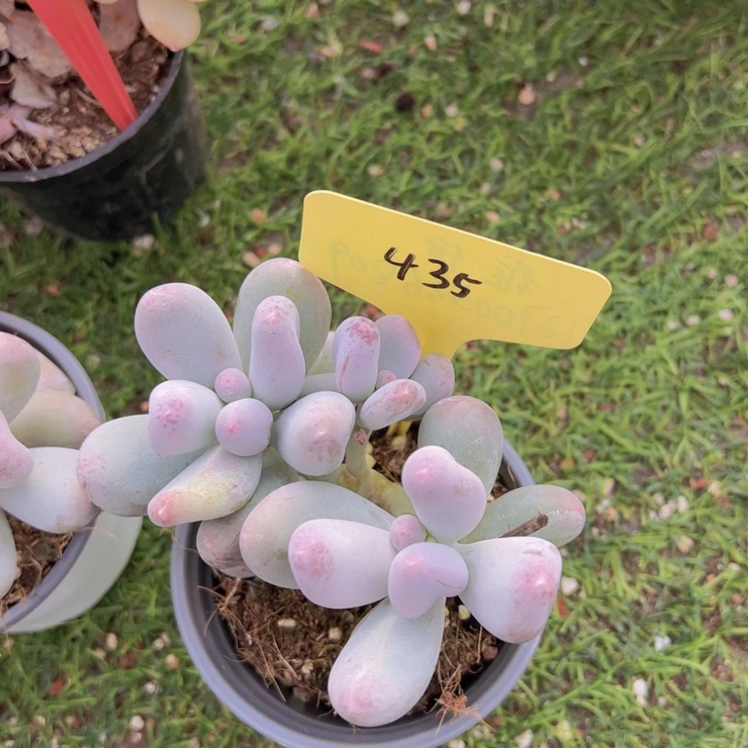 香玉的故事是一个人的