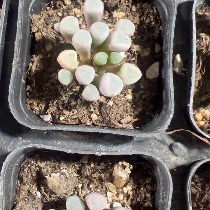 五十铃玉精品多肉植物