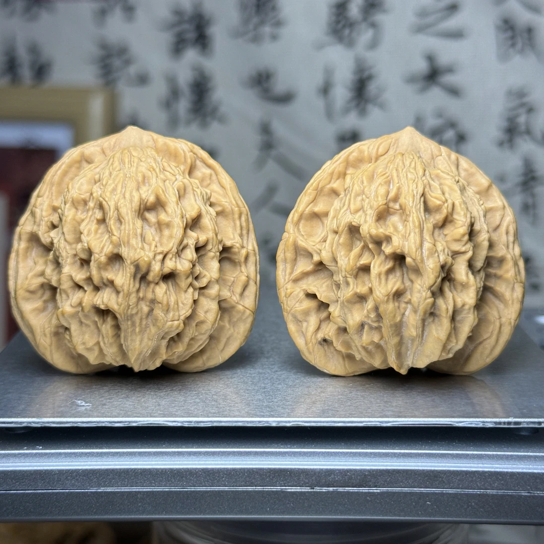 42➕宽边麦穗虎 全品