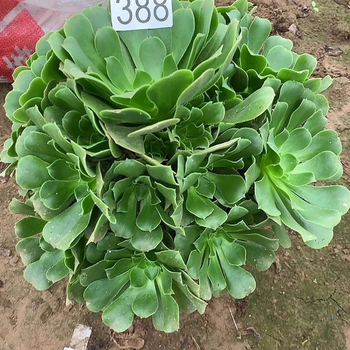 无花朵388绿杨蓉多肉