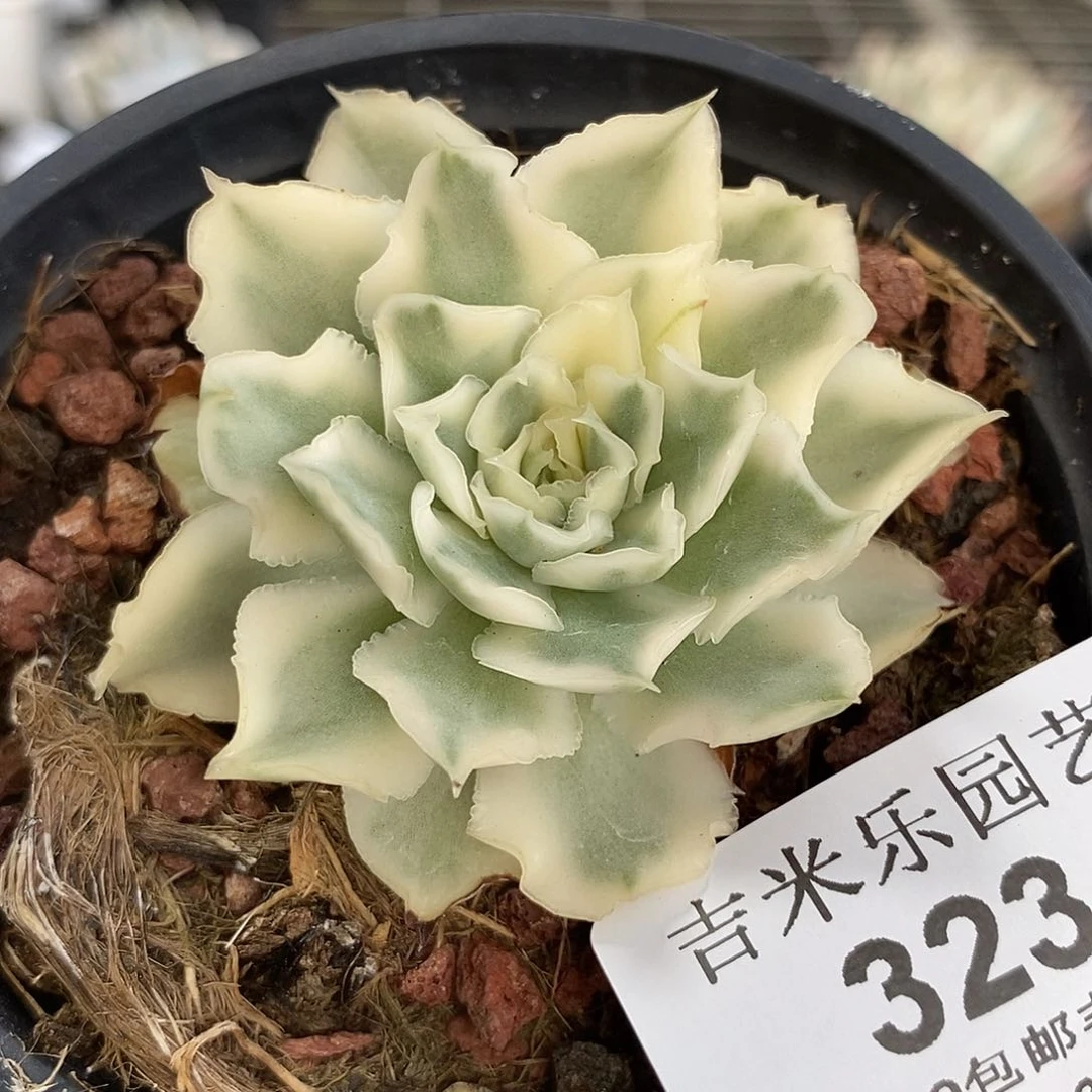 323紫蝴蝶锦炸多肉植物