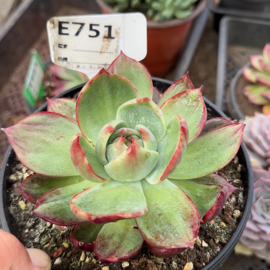 惊鸿一物一拍包装收缩花旱751