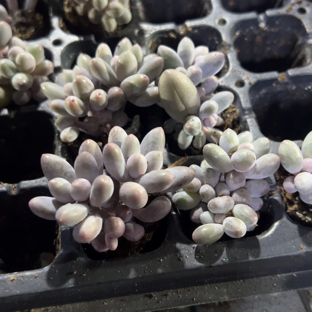 汤圆小群到手5颗 大小3cm 量拍多肉满18包邮