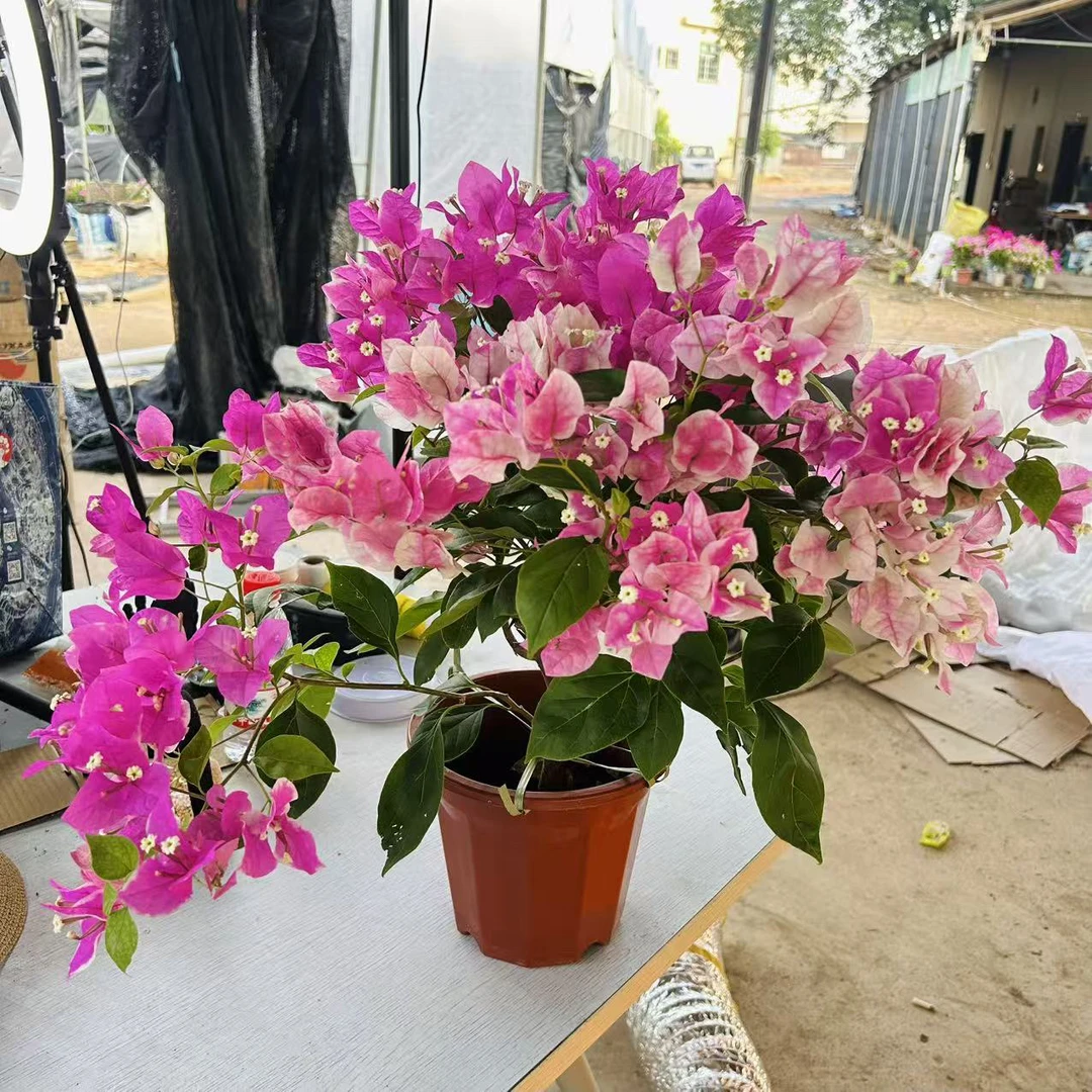 大苗［漳红樱］勤花品种三角梅四季勤花好养易活2