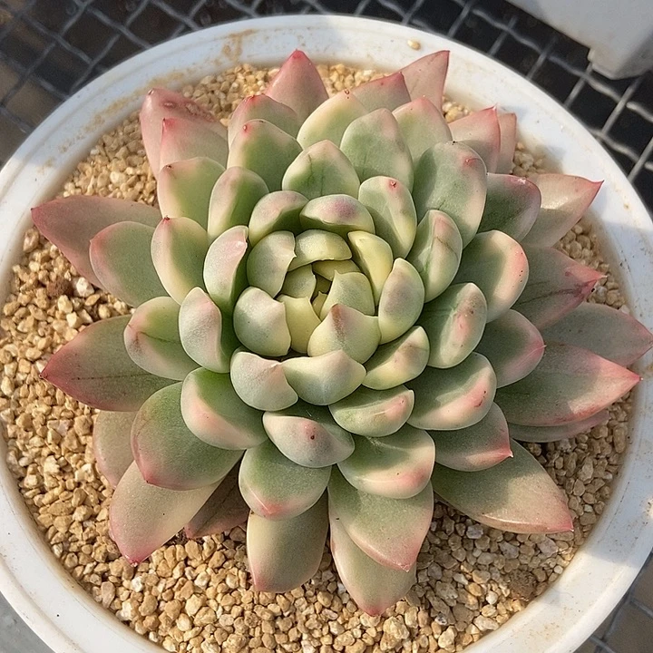 冰心公主锦多肉植物