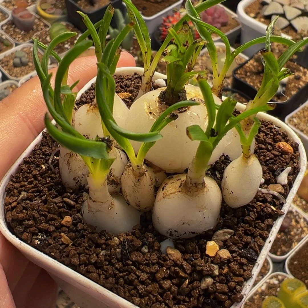 112多肉植物种类多样