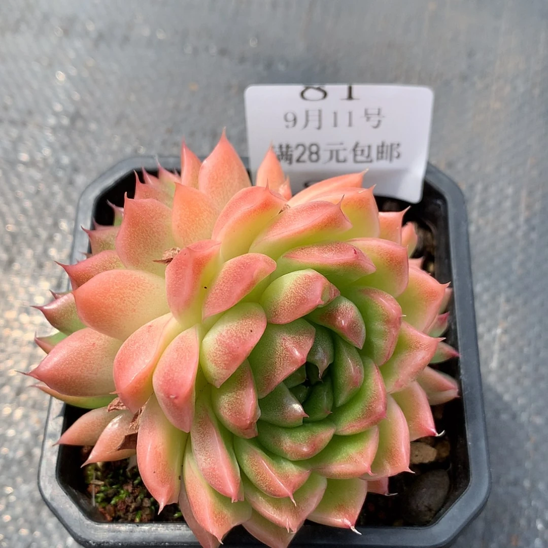 【闪购商品】云81号红珍珠