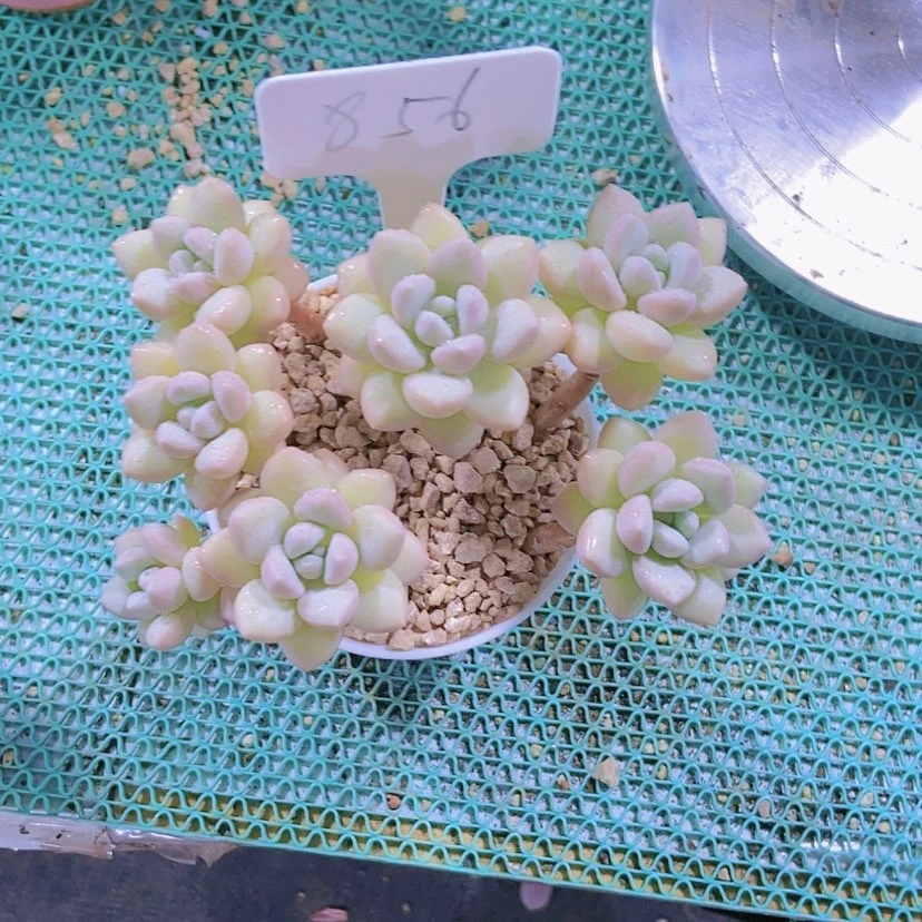 【闪购商品】?****856