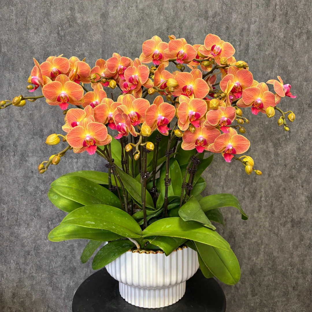 【黄香梨-蝴蝶兰】QX年宵花 定制款 易养花期长 送礼 家居摆件