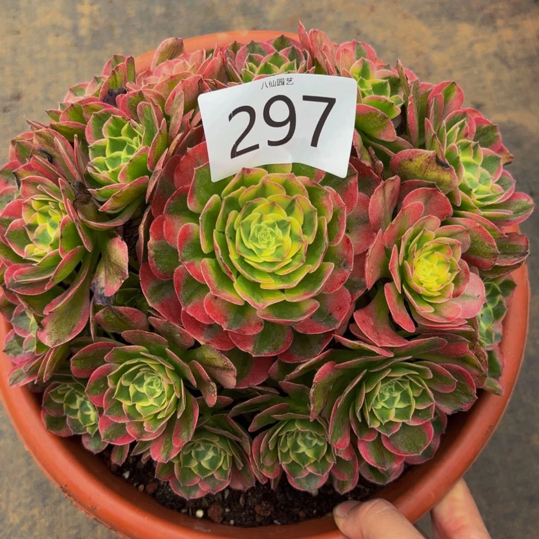 297多肉植物海鲜特价