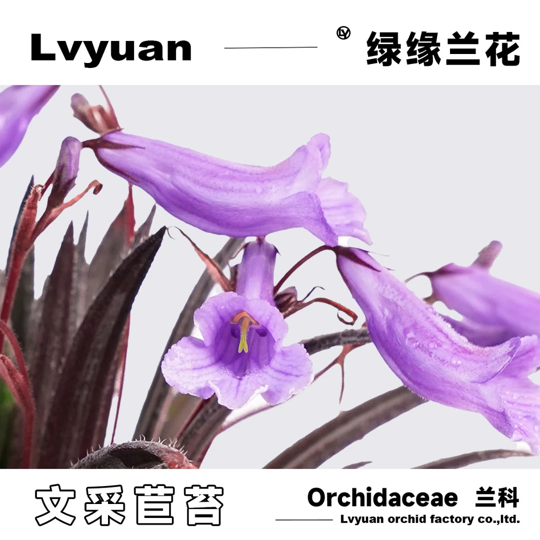 万峰绿缘文采 室内桌面型苦苣苔