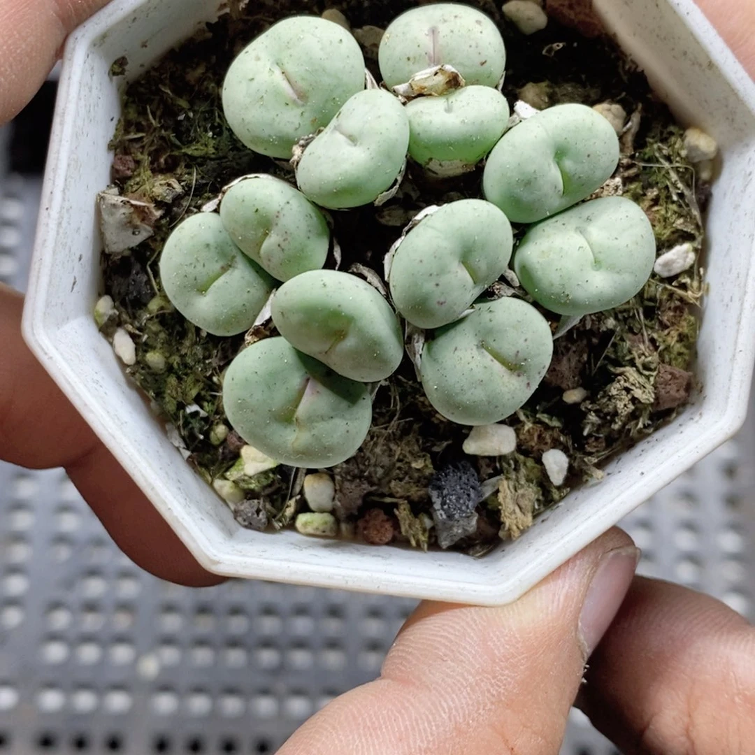 T***m121号多肉植物多肉植物